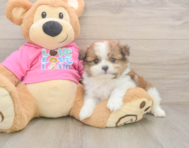5 week old Shih Pom Puppy For Sale - Lone Star Pups