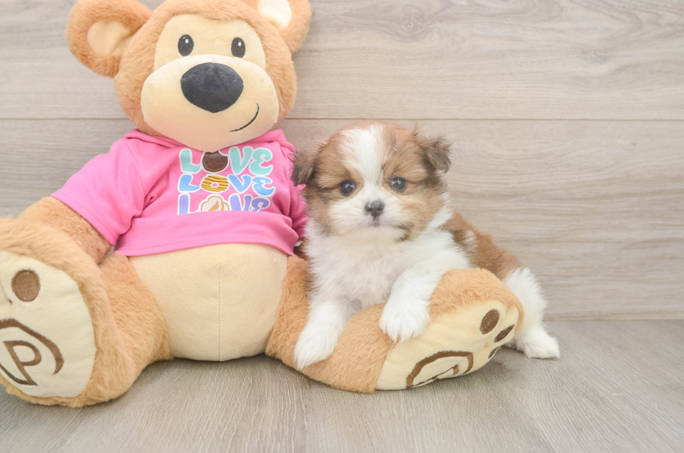5 week old Shih Pom Puppy For Sale - Lone Star Pups