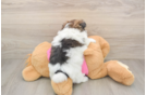 Happy Shih Pom Baby