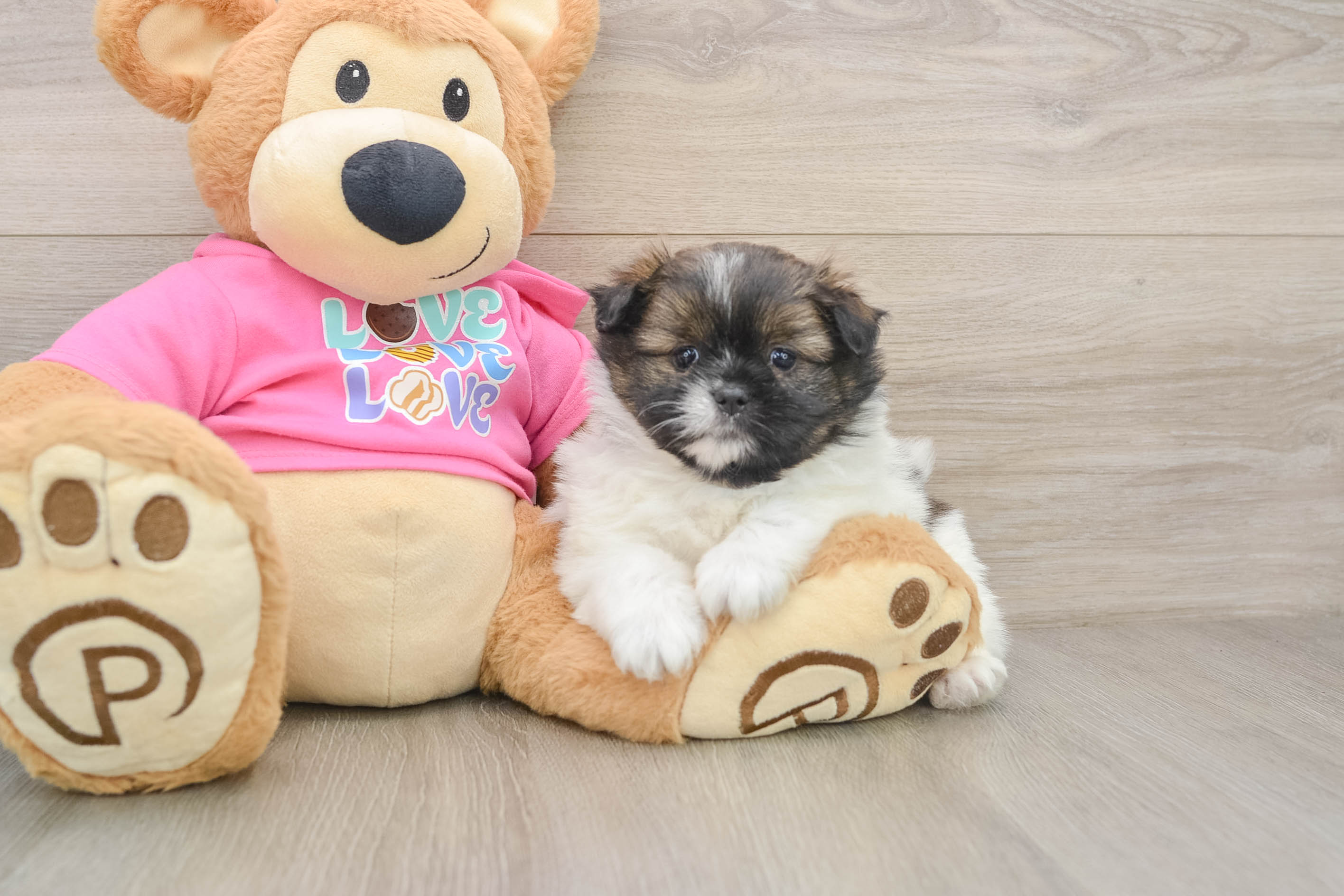 Shih Pom Pup Being Cute