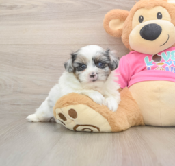 6 week old Shih Pom Puppy For Sale - Lone Star Pups