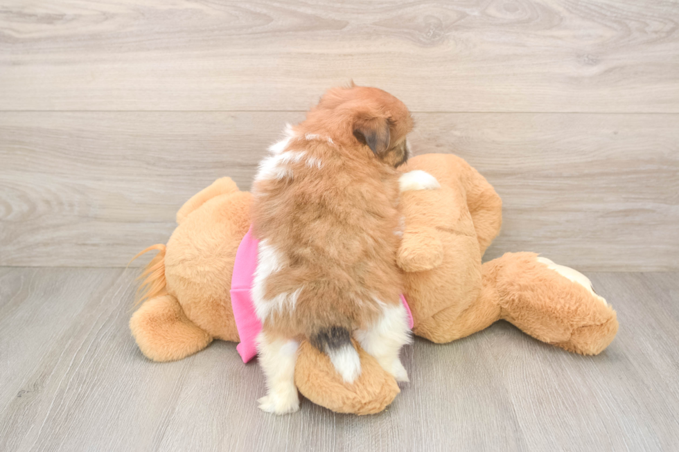 Adorable Shiranian Designer Puppy