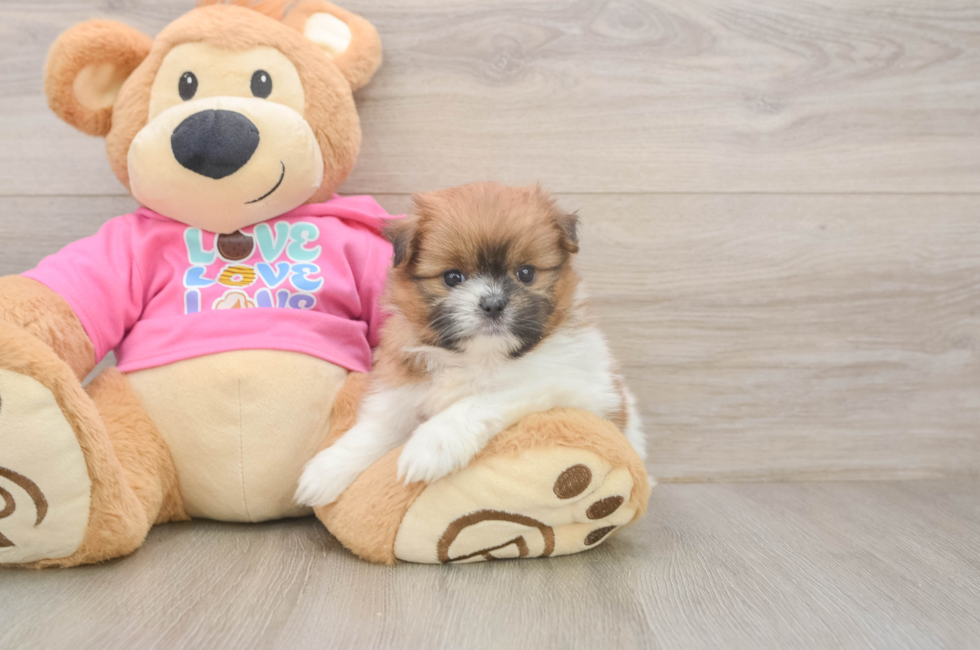 5 week old Shih Pom Puppy For Sale - Lone Star Pups