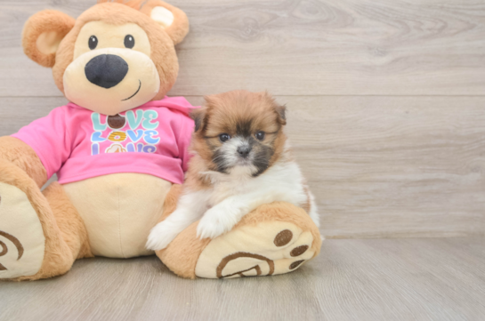 Best Shih Pom Baby