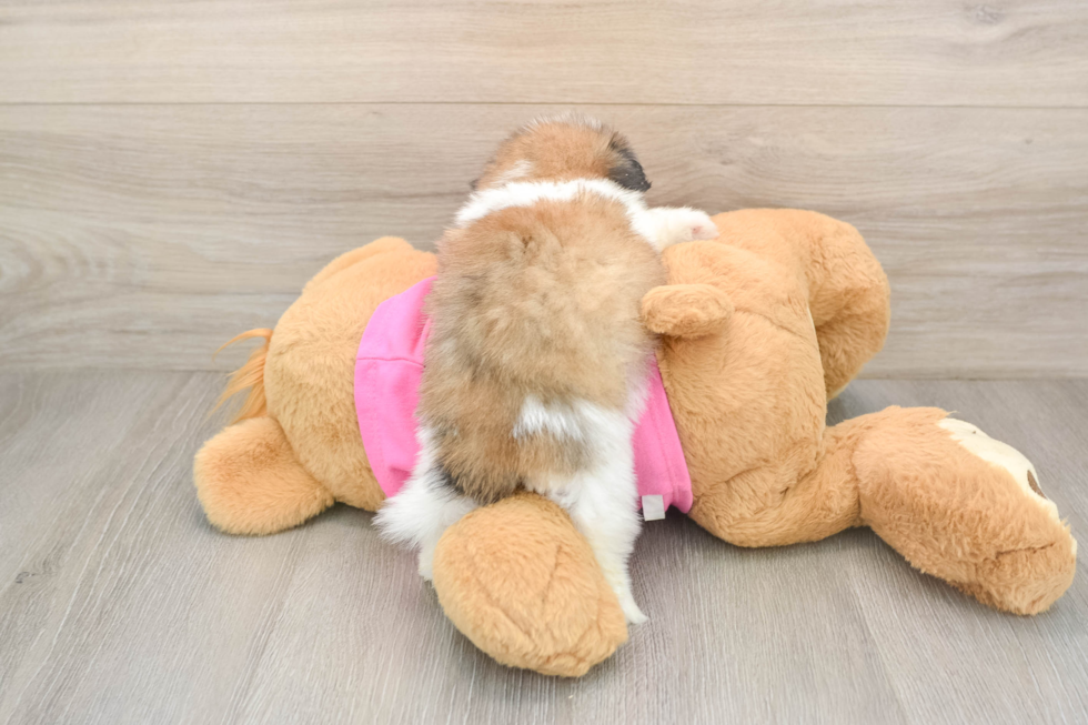 Shih Pom Pup Being Cute