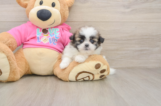 AMY, a Shih Pom littermate