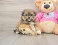 5 week old Shih Pom Puppy For Sale - Lone Star Pups