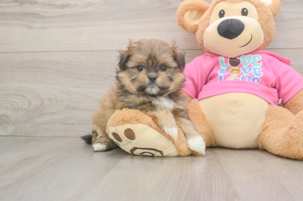 5 week old Shih Pom Puppy For Sale - Lone Star Pups