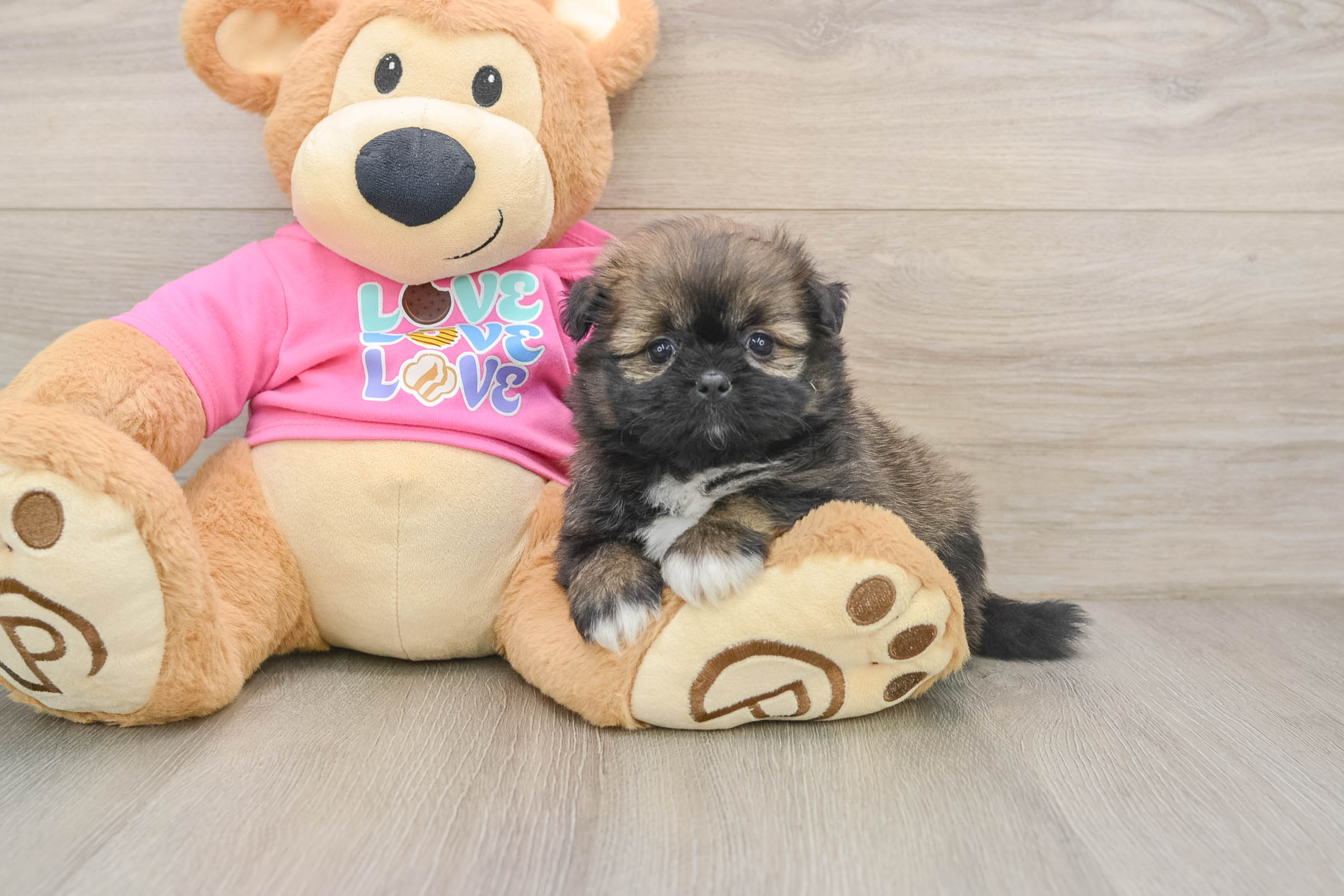 Shih Pom Pup Being Cute