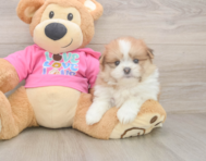 5 week old Shih Pom Puppy For Sale - Lone Star Pups