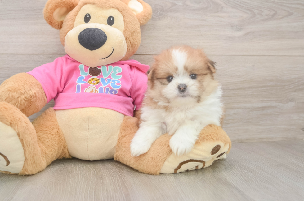 5 week old Shih Pom Puppy For Sale - Lone Star Pups