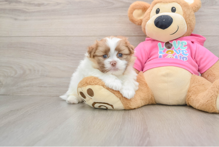 Friendly Shih Pom Baby