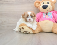 6 week old Shih Pom Puppy For Sale - Lone Star Pups