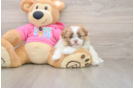 Smart Shih Pom Designer Pup