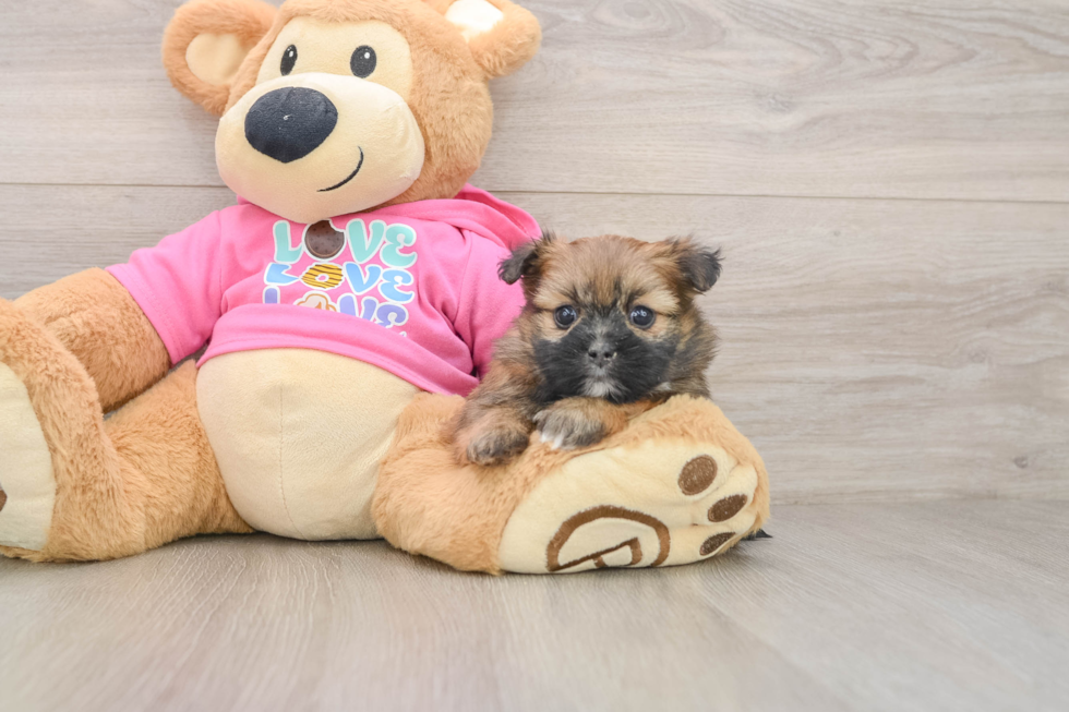 Popular Shih Pom Designer Pup