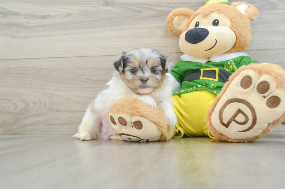 6 week old Shih Pom Puppy For Sale - Lone Star Pups