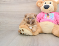 6 week old Shih Pom Puppy For Sale - Lone Star Pups