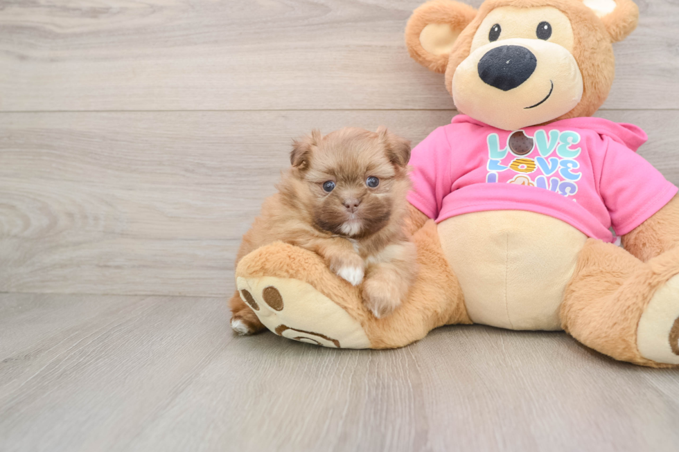 Shih Pom Pup Being Cute