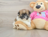 8 week old Shih Pom Puppy For Sale - Lone Star Pups
