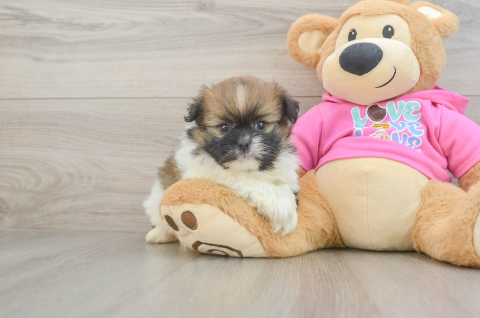 5 week old Shih Pom Puppy For Sale - Lone Star Pups