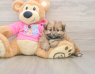 5 week old Shih Pom Puppy For Sale - Lone Star Pups