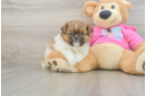 Playful Pomtzu Designer Puppy
