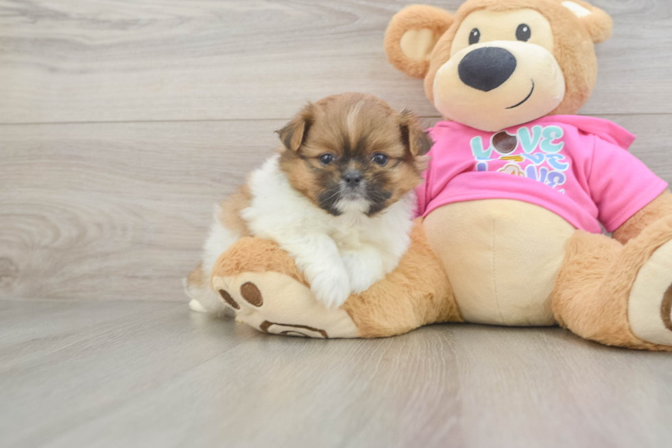 Playful Pomtzu Designer Puppy