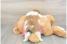 Shih Pom Puppy for Adoption