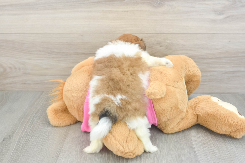 Shih Pom Puppy for Adoption