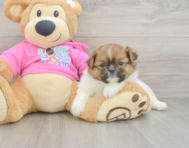 6 week old Shih Pom Puppy For Sale - Lone Star Pups