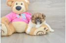 Best Shih Pom Baby