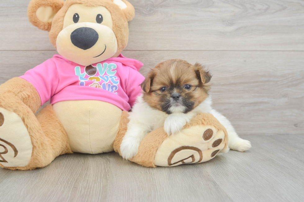 5 week old Shih Pom Puppy For Sale - Lone Star Pups