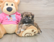5 week old Shih Pom Puppy For Sale - Lone Star Pups