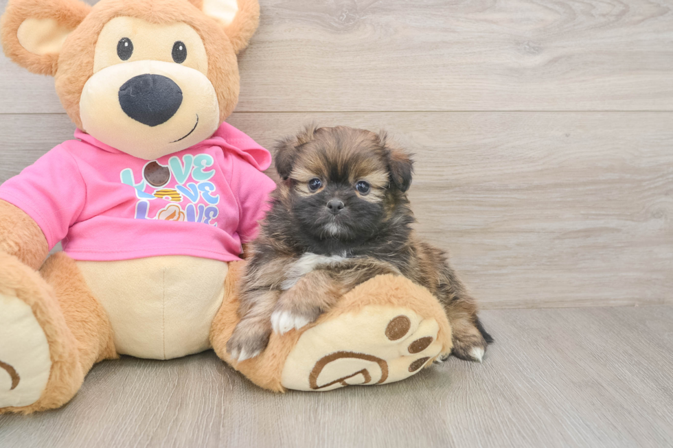 Shih Pom Pup Being Cute