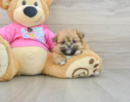 6 week old Shih Pom Puppy For Sale - Lone Star Pups