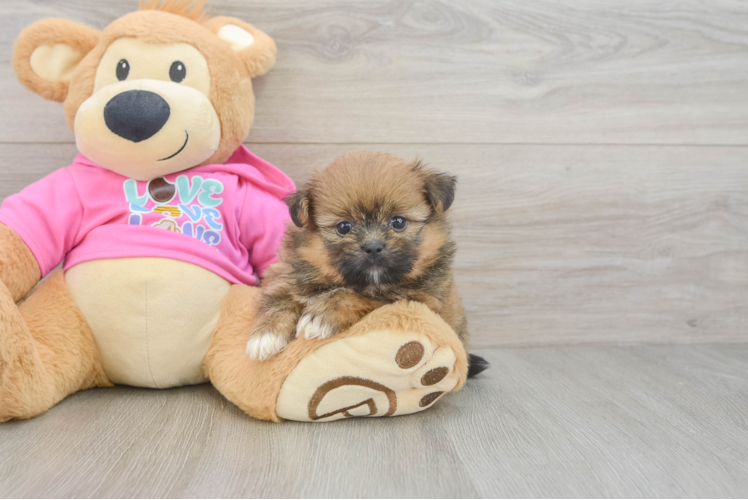 Best Shih Pom Baby