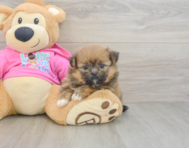 8 week old Shih Pom Puppy For Sale - Lone Star Pups