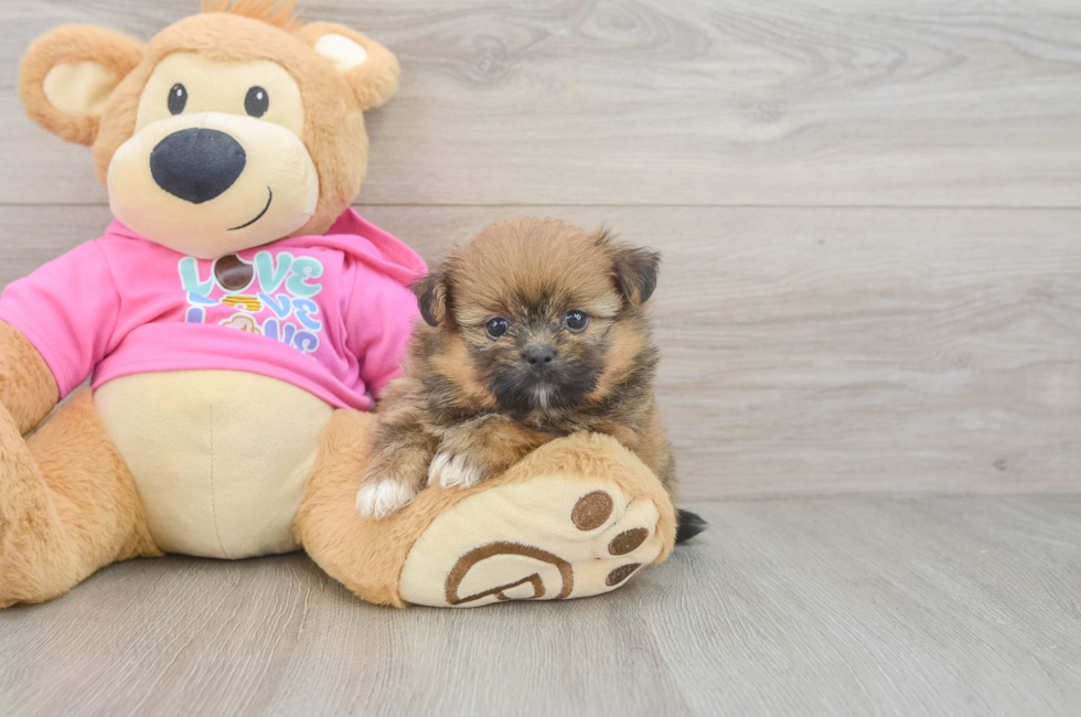 5 week old Shih Pom Puppy For Sale - Lone Star Pups