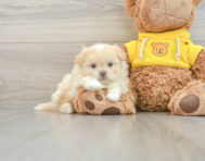 6 week old Shih Pom Puppy For Sale - Lone Star Pups