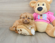 6 week old Shih Pom Puppy For Sale - Lone Star Pups