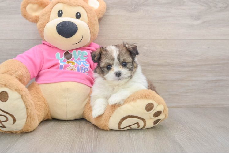 Smart Shih Pom Designer Pup