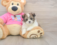 6 week old Shih Pom Puppy For Sale - Lone Star Pups