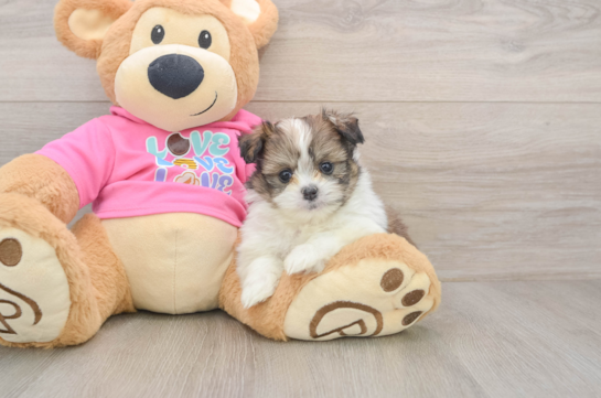 Smart Shih Pom Designer Pup