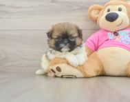 7 week old Shih Pom Puppy For Sale - Lone Star Pups