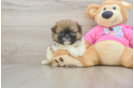 Friendly Shih Pom Baby