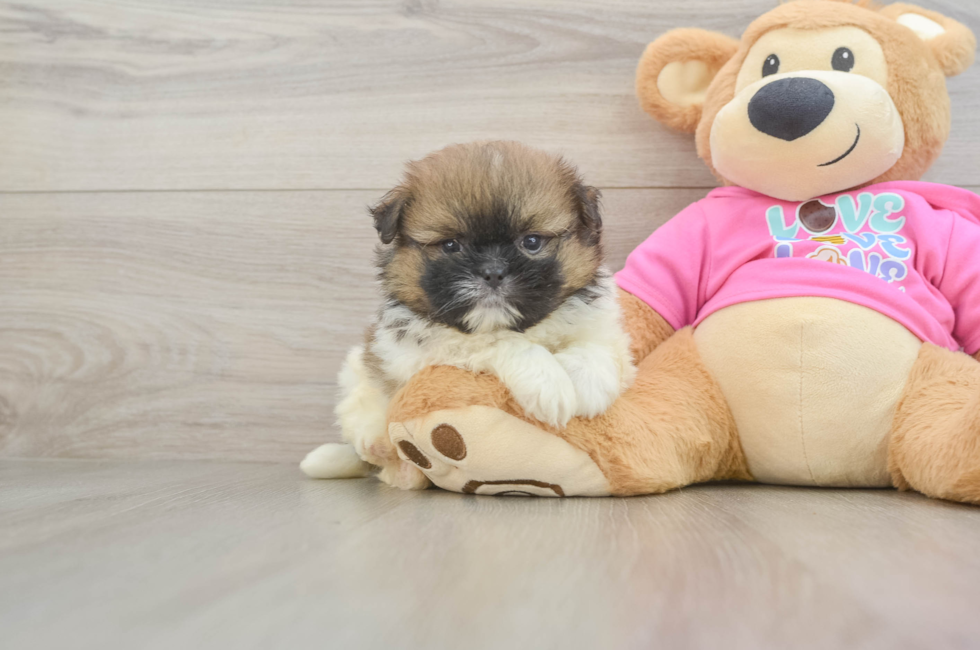 5 week old Shih Pom Puppy For Sale - Lone Star Pups