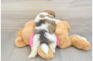 Friendly Shih Pom Baby