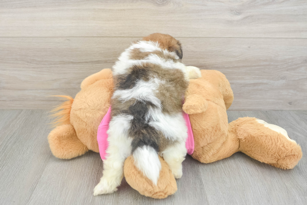 Friendly Shih Pom Baby