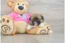 Sweet Shih Pom Baby