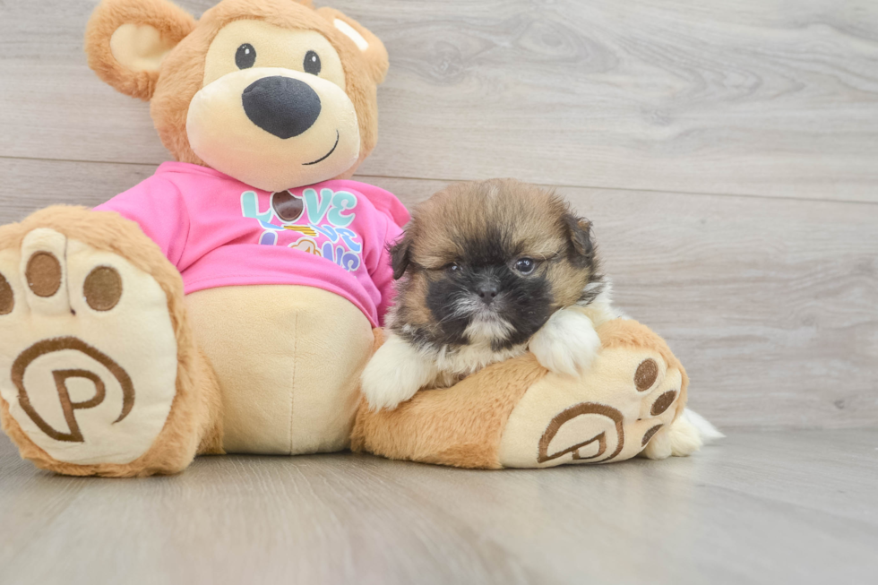 Sweet Shih Pom Baby